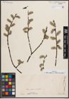 Foto von Salix caprea L. x Salix viminalis L.